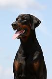 DOBERMANN 1195